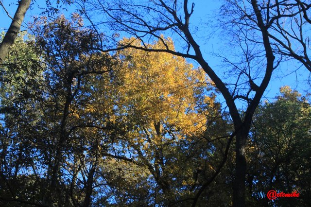 forest trees fall fall-colors fontenelle-forest Fall02018.jpg