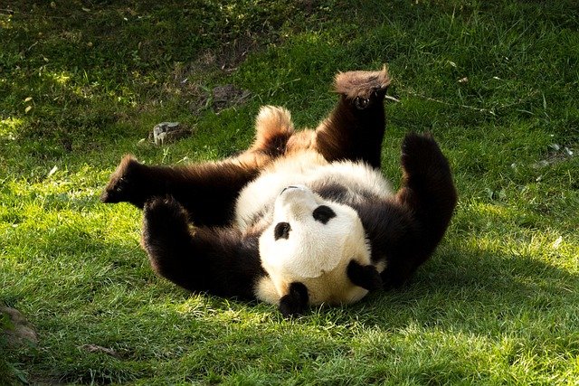 panda-6049131_640.jpg