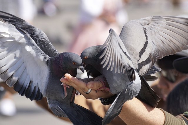 pigeons-3346416_1280.jpg