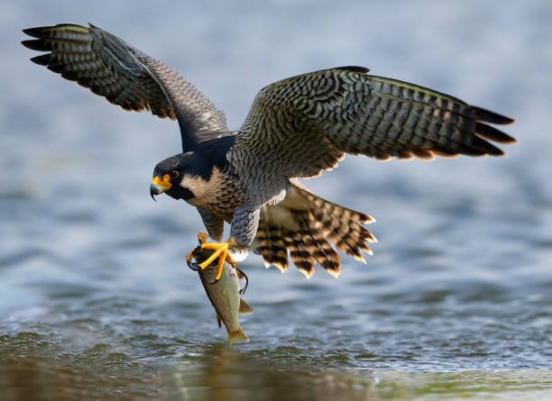 photo-osprey-or-sea-hawk-hunting-a-fish-from-the-water.jpg