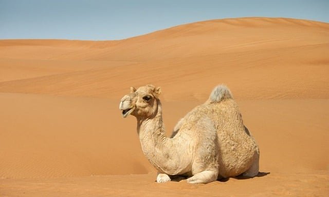 camel-8430227_640.jpg