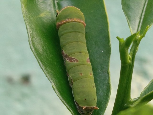 পোকা (5).jpg