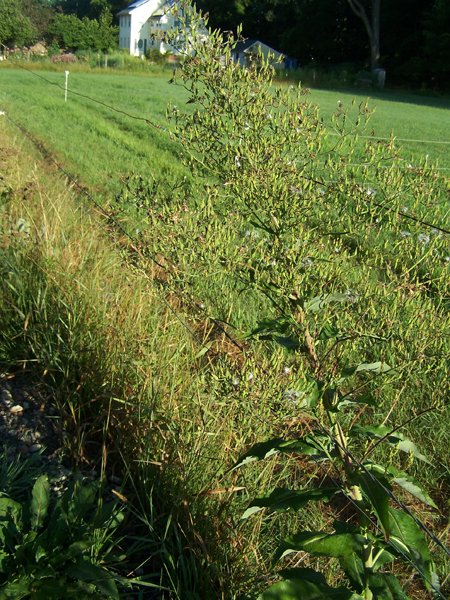 Driveway - weed4 crop August 2019.jpg