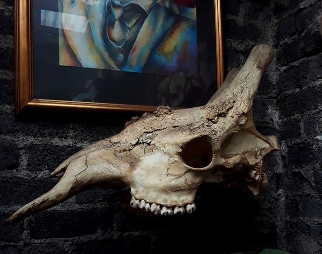 giraffe skull.jpg