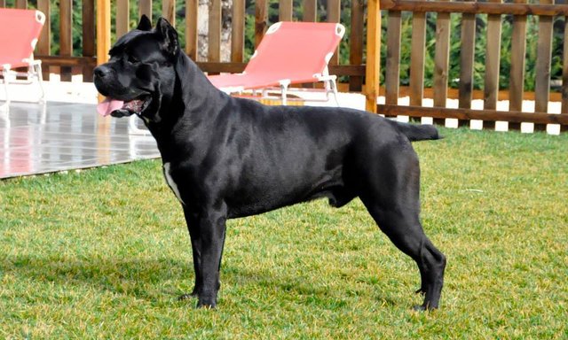 Cane Corso Best Guard Dogs Steemit