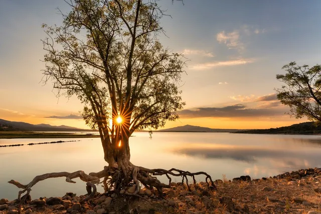 tree-8290838_1280.webp.jpg