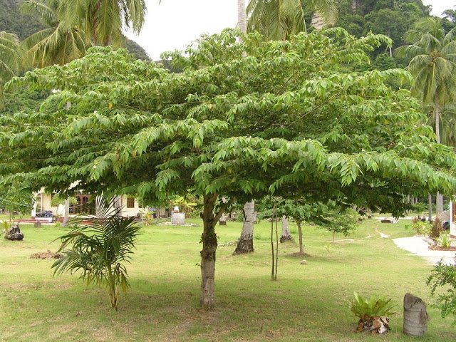 sulap-daun-kersen-jadi-antiseptik-pembersih-tangan_m_1078.jpeg