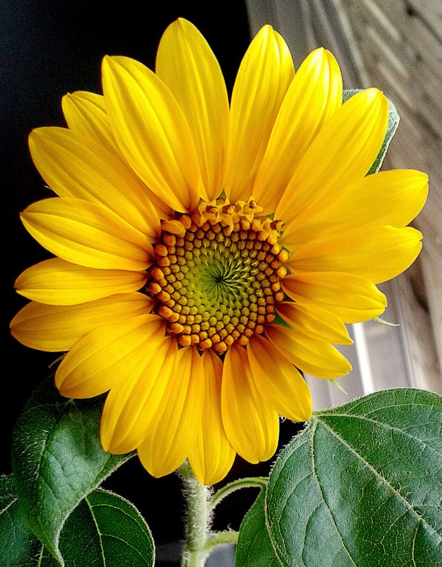 Girasol 2.jpg