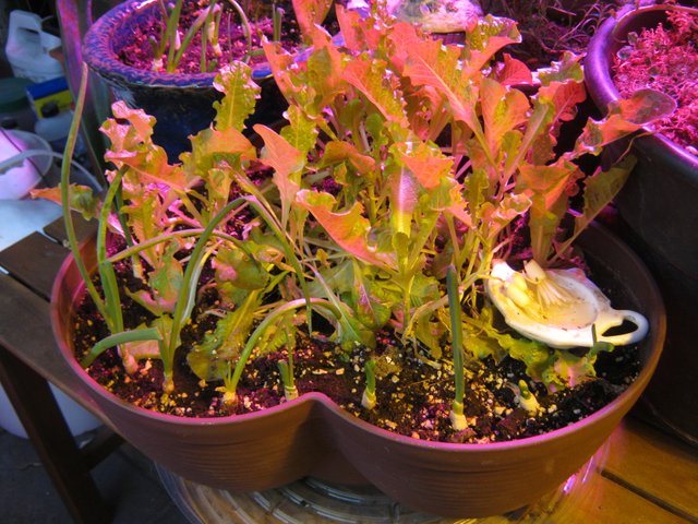 green onions growing from scraps in pot of lettuce.JPG