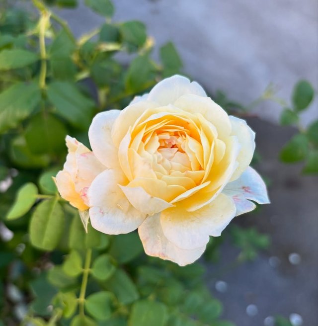 IMG_20250720_185752.jpg