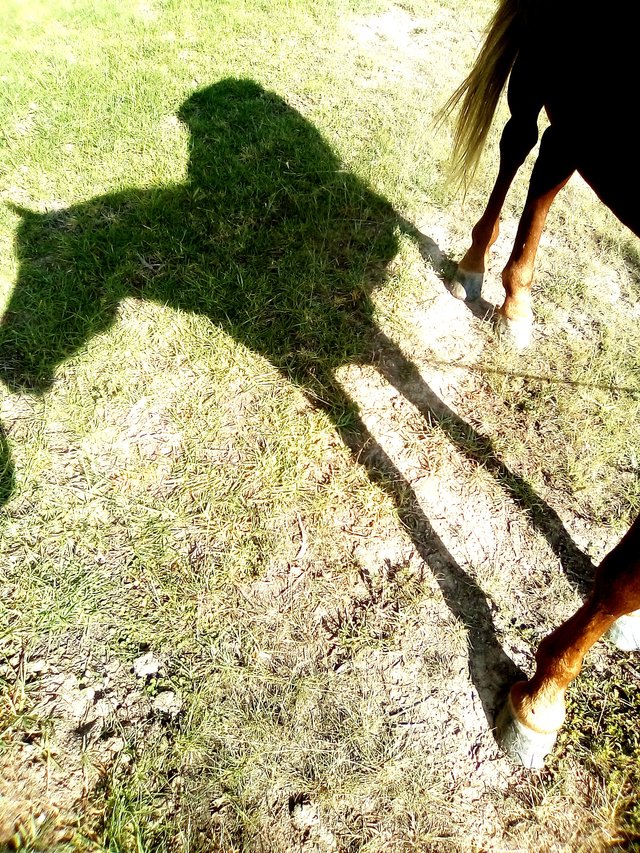 sombra de caballo, ashley en el caballo, arando con caballo, cie 016.jpg