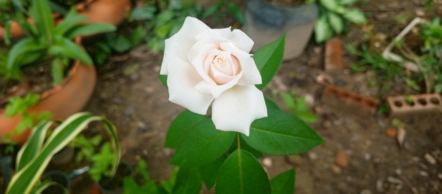 IMG_20250614_125218_231.jpg
