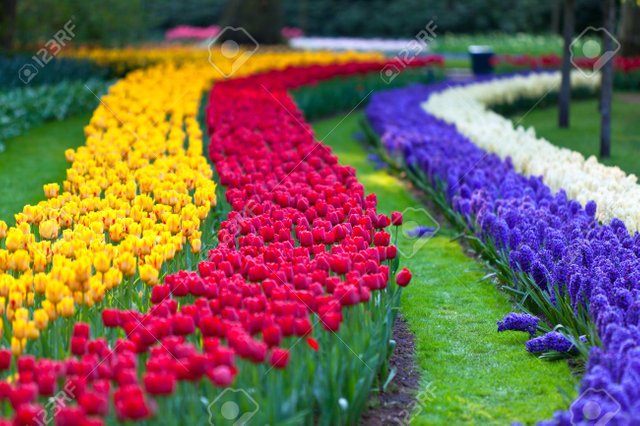 13124901-bright-flowerbed-in-keukenhof-famous-holland-spring-flower-park.jpg
