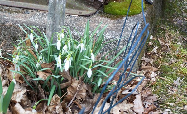 East - 1 Snowdrops crop April 2019.jpg