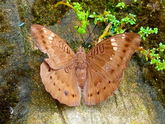 প্রজাপতি (5).jpg