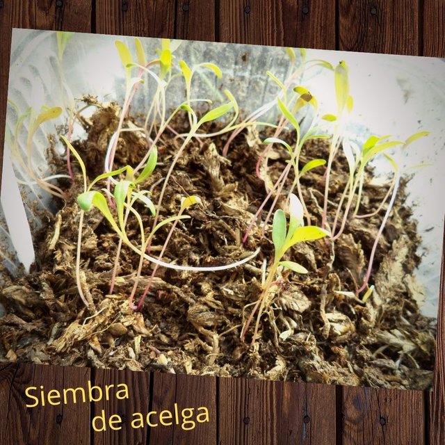 Siembra de acelga.Steemit.jpg