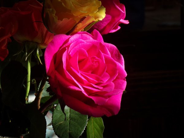 Birthday rose crop January 2020.jpg