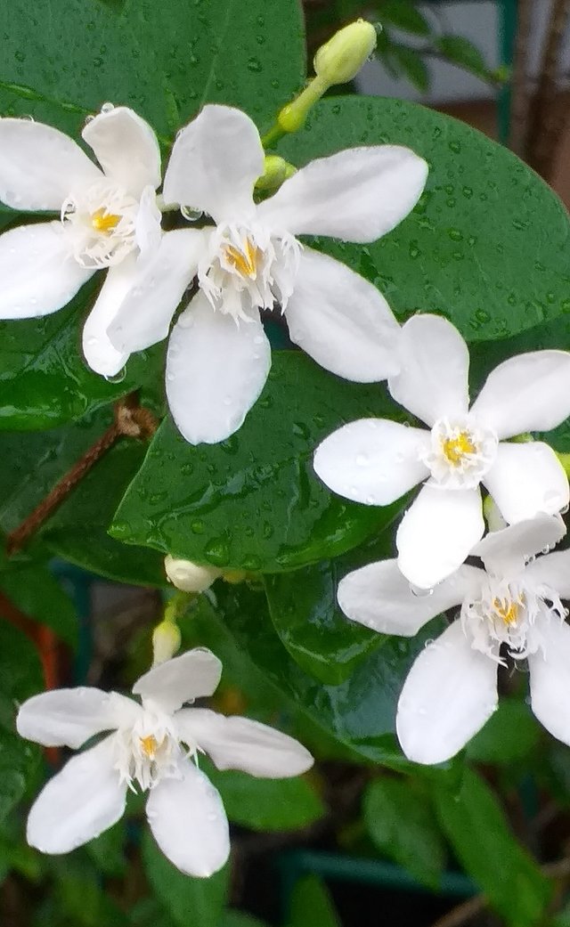 white flower21 (2).jpg