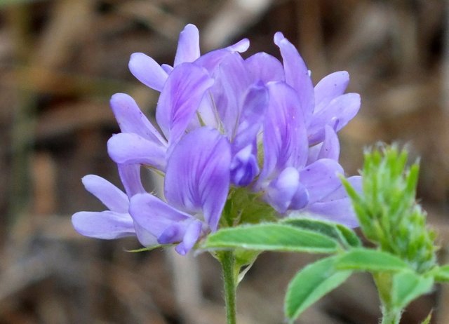 1166-Lupine.jpg