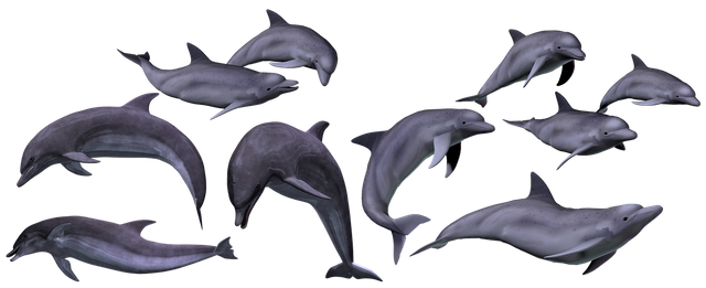 dolphins-3377838__480.png