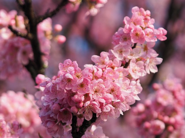 CherryBlossom.jpg