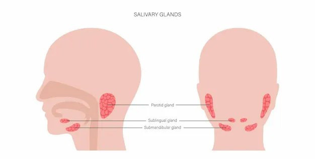 salivary-gland-concept_206049-5573.webp