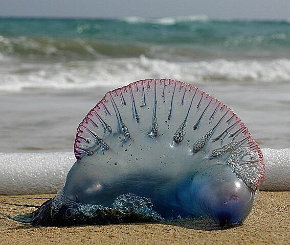 567px-Portugiesische_galeere.jpg