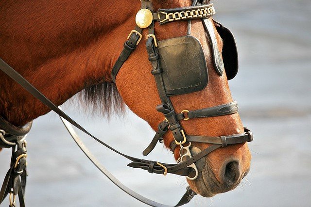 Horse-Blinders.jpg