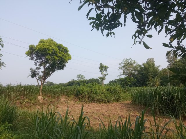 প্রকৃতি (1).jpg