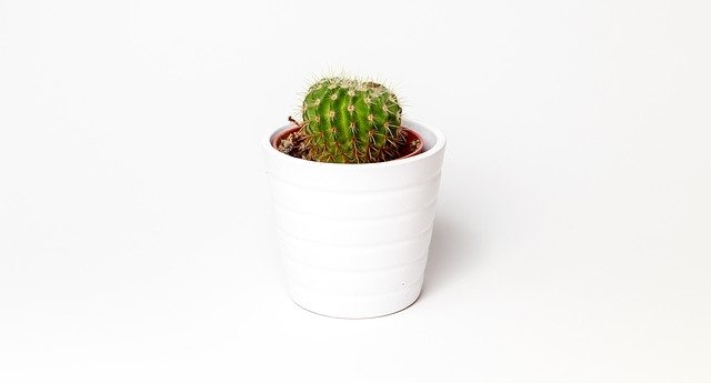 cactus-1842095_640.jpg