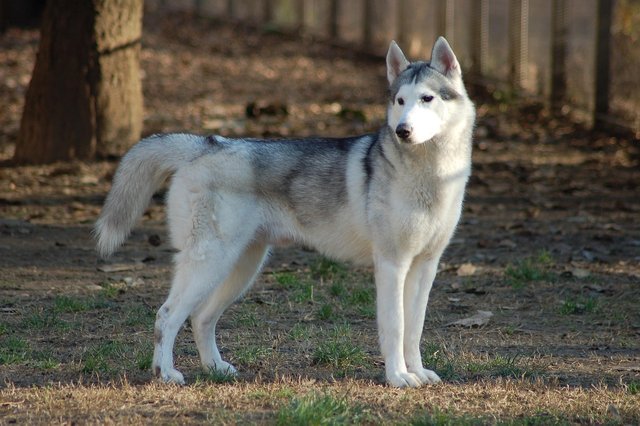 siberian-husky-4735878_1280.jpg