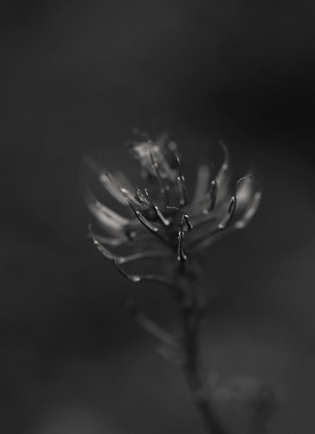 candytuft seed pods bw 2.jpg