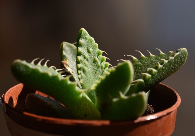 Faucaria.jpg