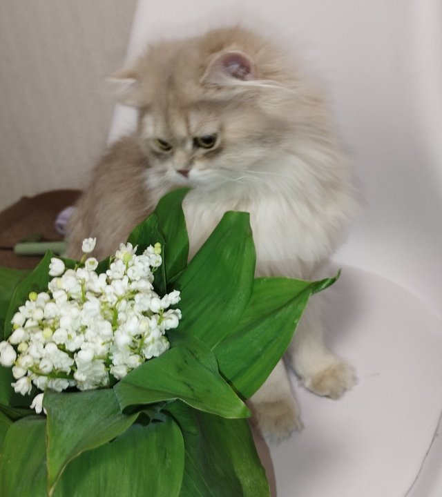 JvFFVmatwWHRfvmtd53nmEJ94xpKydwmbSC5H5svBACH81BWM6hc1gUjqV1Za1RW4GyAUHGzUv7ADEw1QQji7dMoQN9czweYCvHM3HcsfaGZRMpkLW7WpGj2WWVXE12PCdMM3z9CkE.jpeg