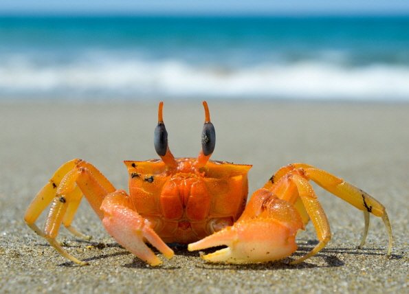 꾸미기_--2-crustacean-3377646_960_720.jpg