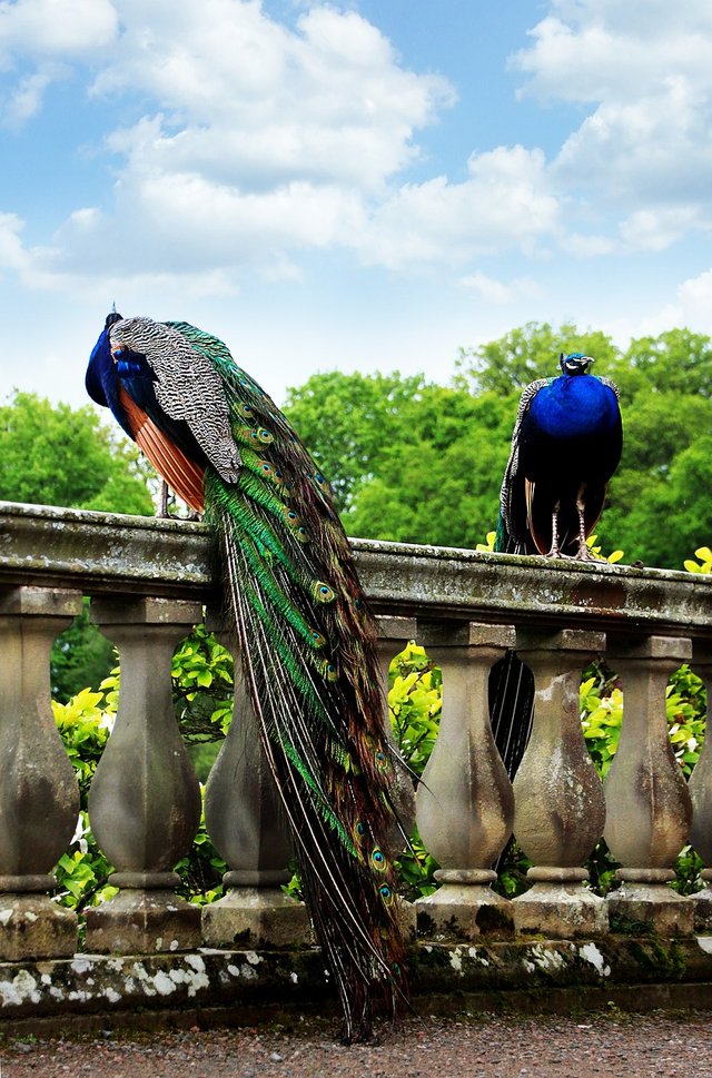 peacock-4304092_1280.jpg