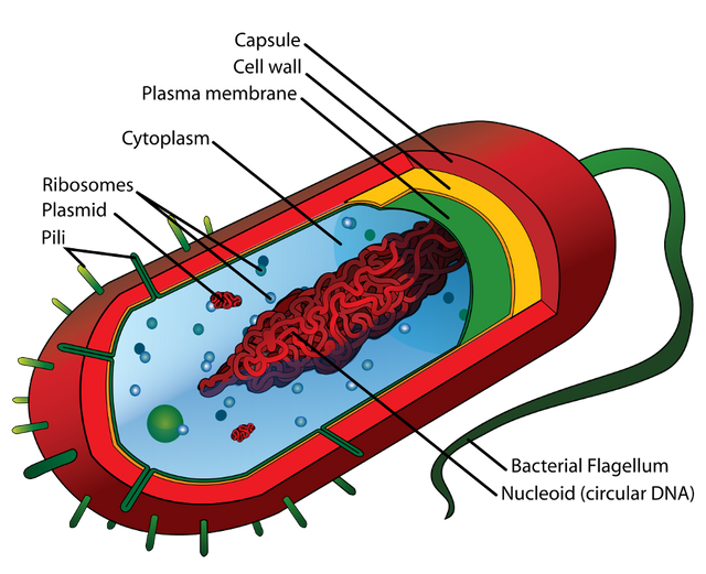 prokaryote_cell.png