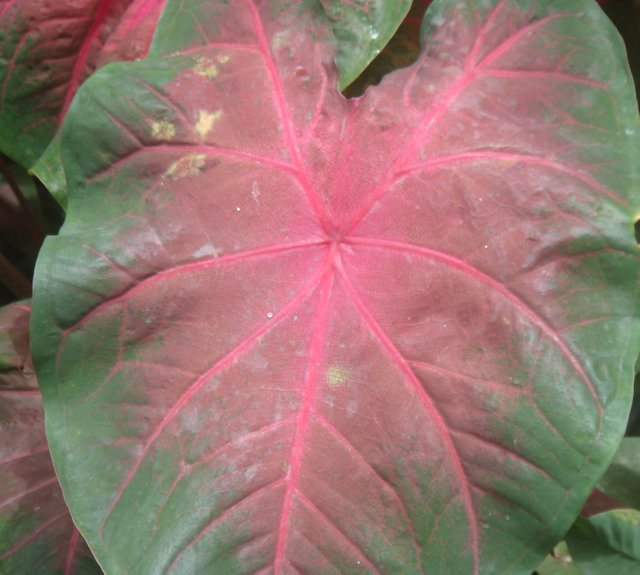 Caladium1.JPG