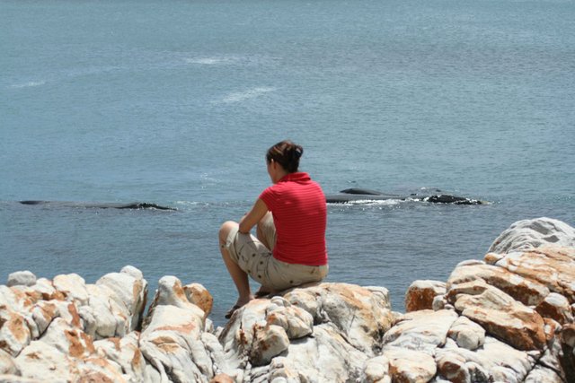 Whale watching in Gansbaai.jpg