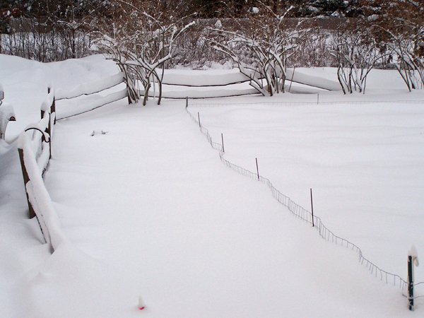 First Storm - New Herb fence crop December 2019.jpg