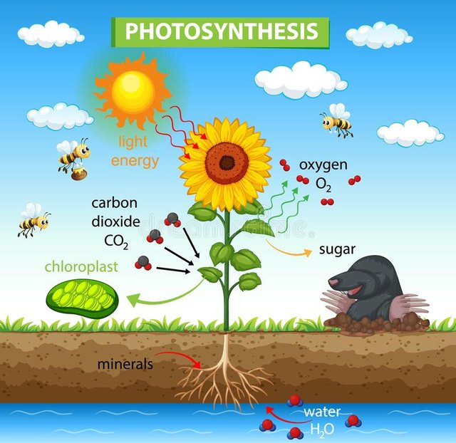 diagram-showing-process-photosynthesis-plant-diagram-showing-process-photosynthesis-plant-illustration-211316238.jpg