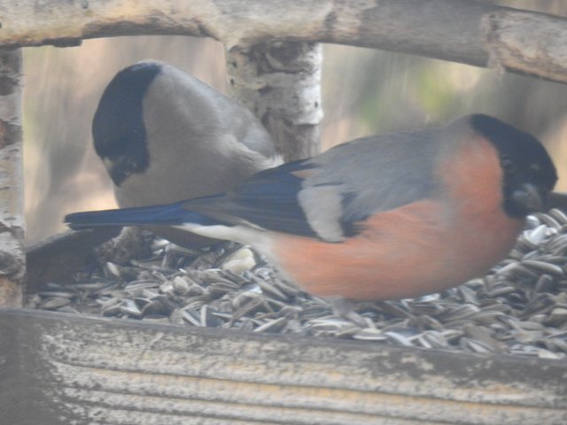 DSCN1256.JPG