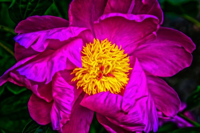 Bloom-Peony-Spring-Rose-Flower-Colorful-Blossom-3427507.jpg