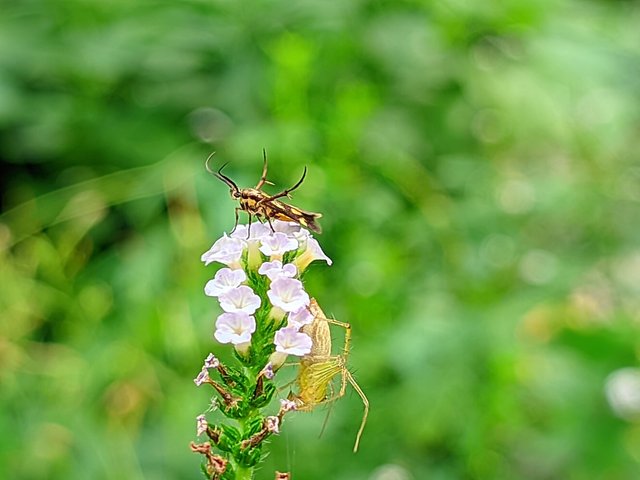 RIYAN_20240614_161552_🦋Macro Bee pro (LMC17) by Riyan.PORTRAIT.jpg