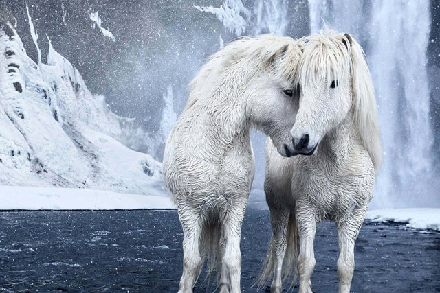 animal-photography-icelandic-horses-in-the-realm-of-legends-drew-doggett-15-5b5afbeb56a84__880.jpg