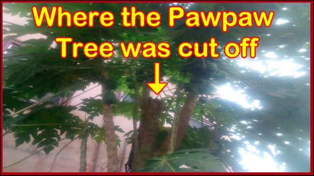 Where-the-pawpaw-tree-was-initially-cut-off-from.jpg
