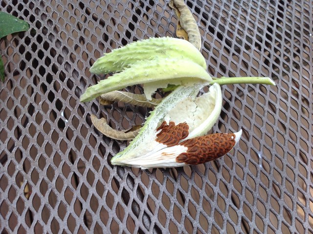 milkweed open pods.JPG