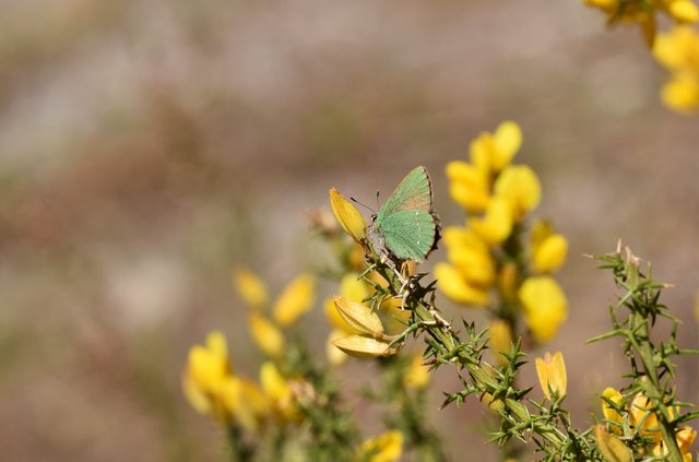 Green hairstreak ulex 4.jpg