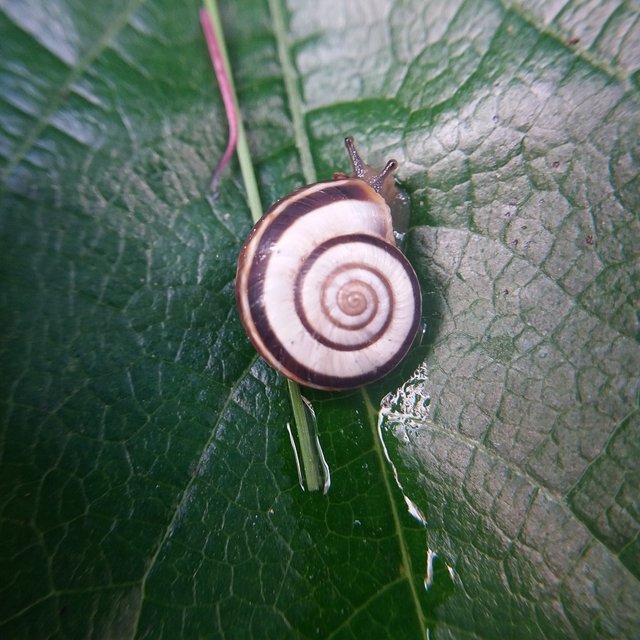 snail 2.jpg