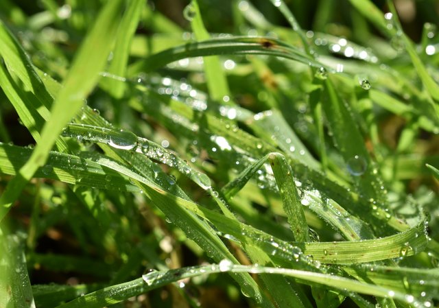 waterdrops grass macro 2.jpg